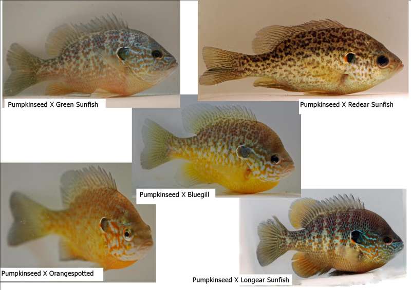 Hybrid Sunfish5.jpg